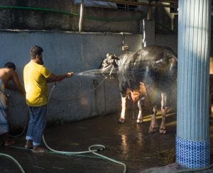 Keutamaan Qurban & Hikmah Yang Terkandung